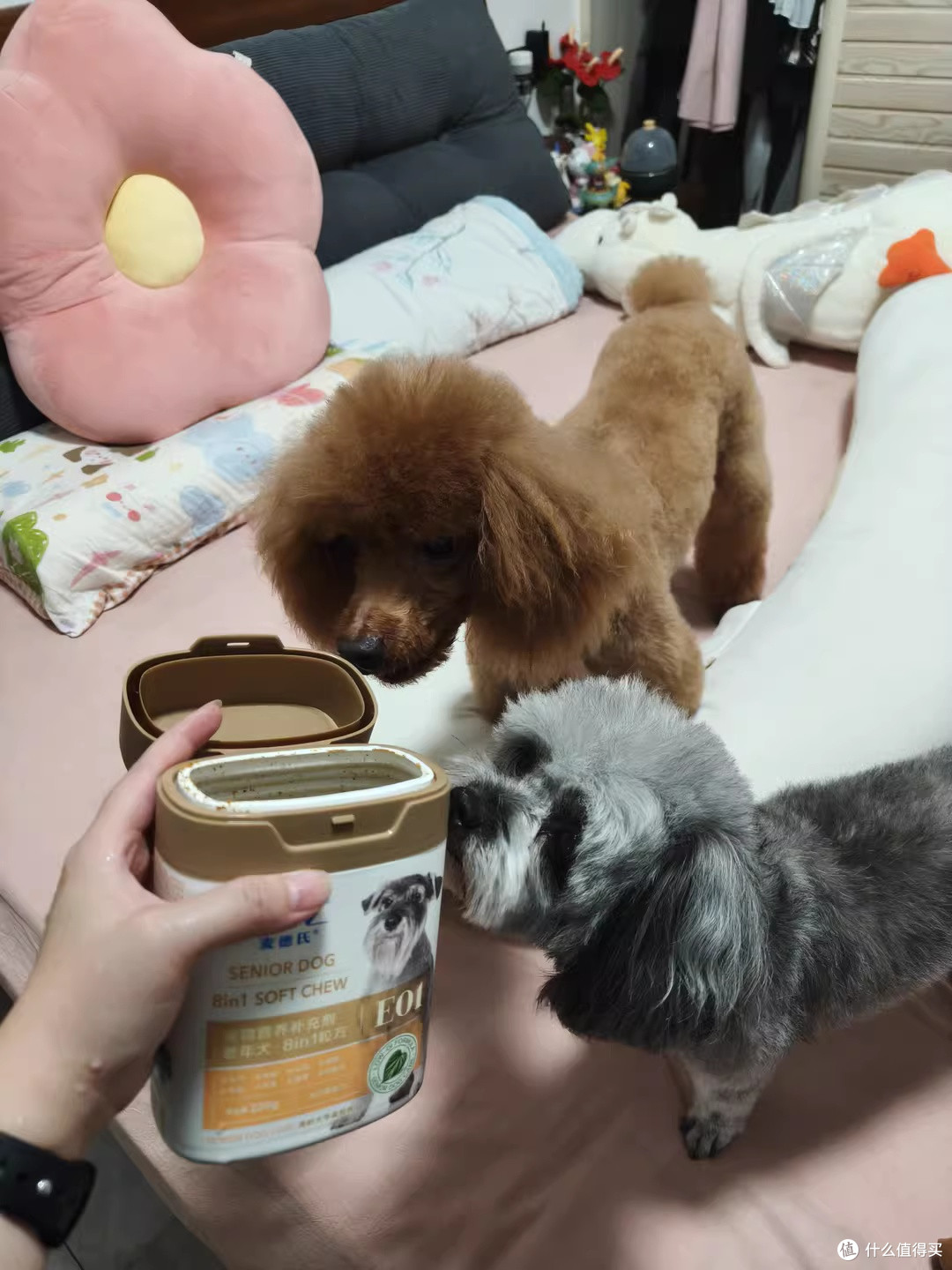 麦德氏老年犬8in1粒方：新年守护毛孩心脏与活力的暖心之选