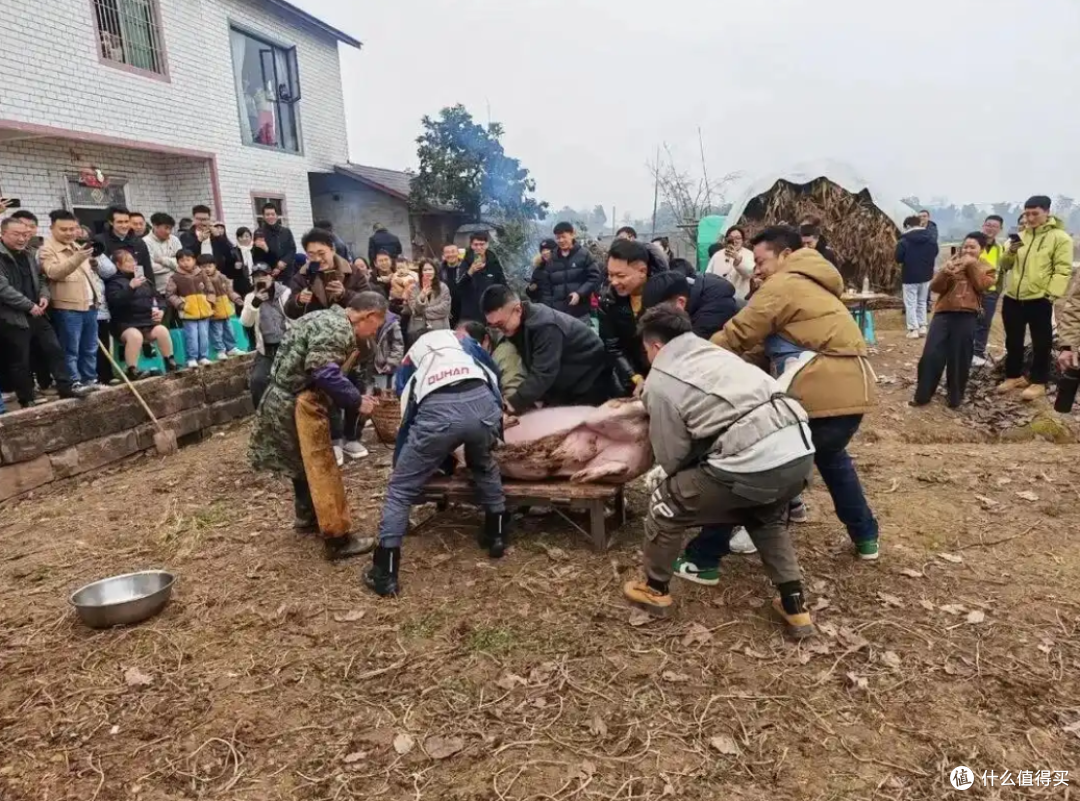 重庆女子不会杀猪网上求助,上千人驱车来帮忙,10万人在线围观!