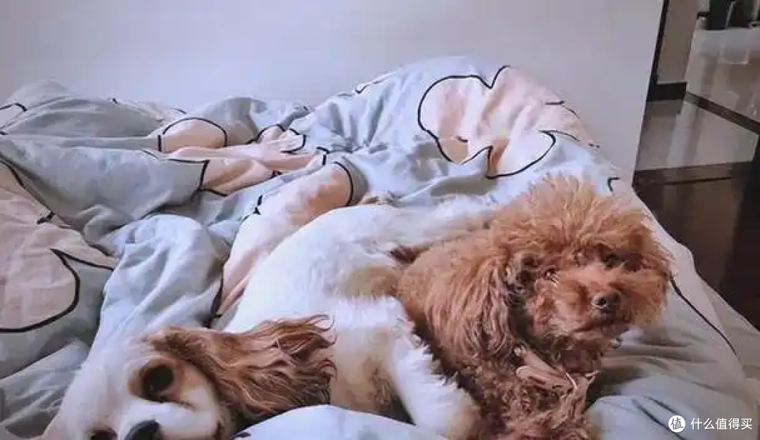 狗狗能上床睡觉吗?