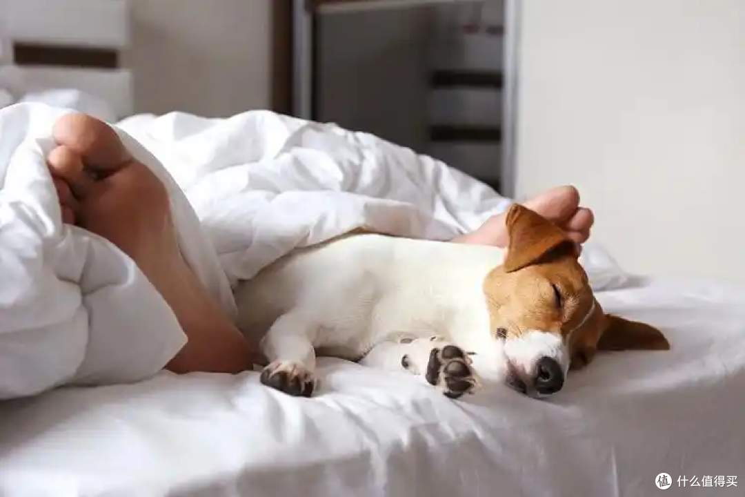 狗狗能上床睡觉吗?