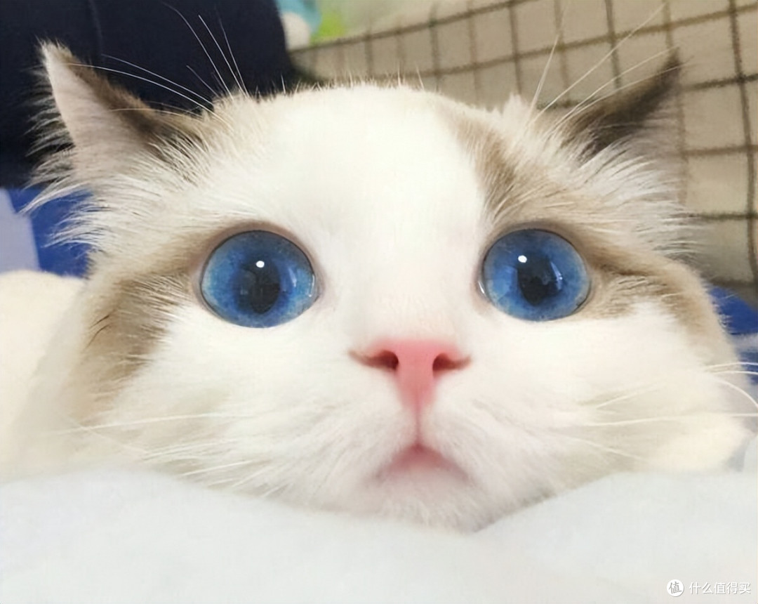 2026国产猫粮性价比红榜,营养不缩水还省钱!
