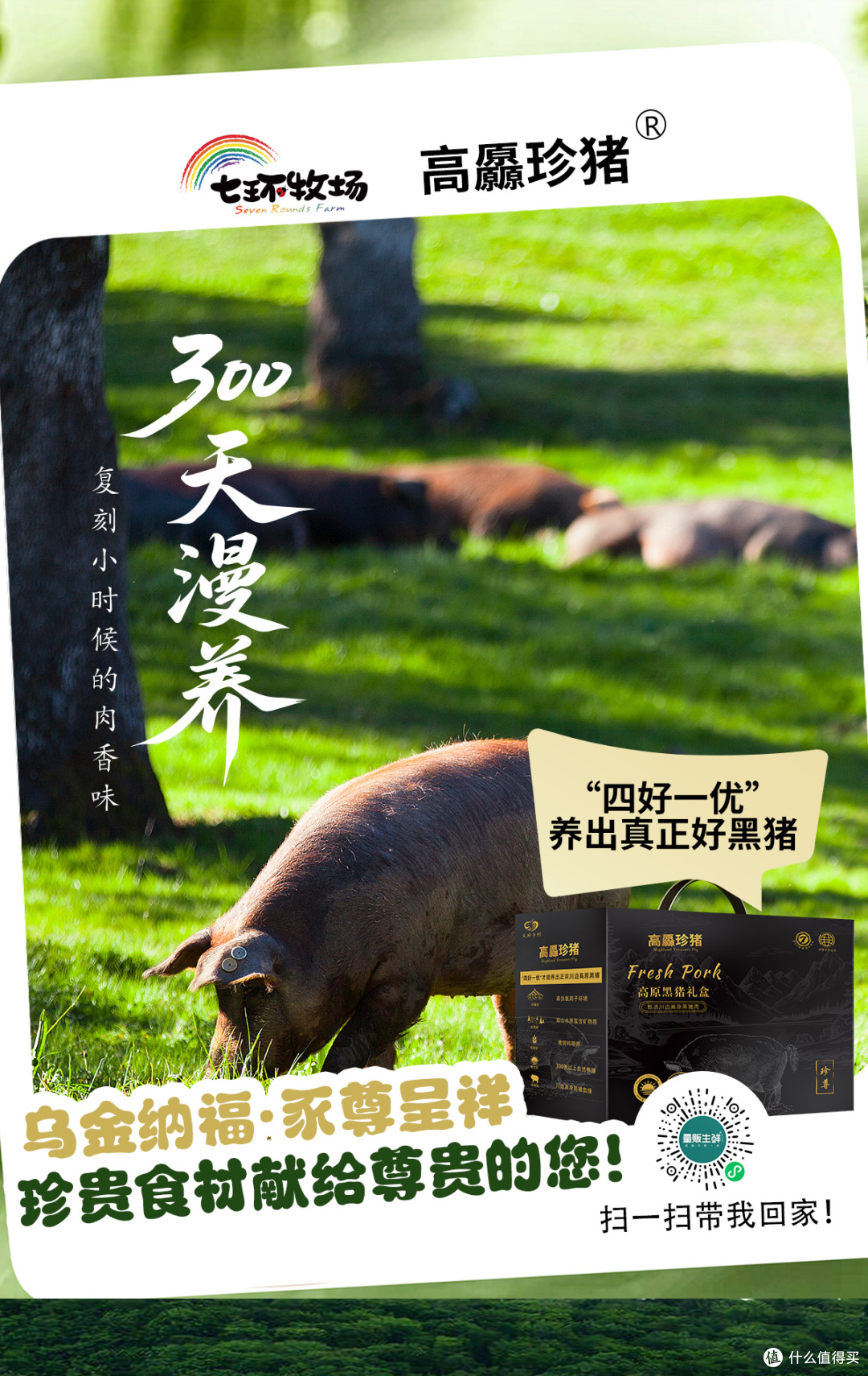 乌金纳福·豕尊呈祥 川边高原黑猪的自然馈赠