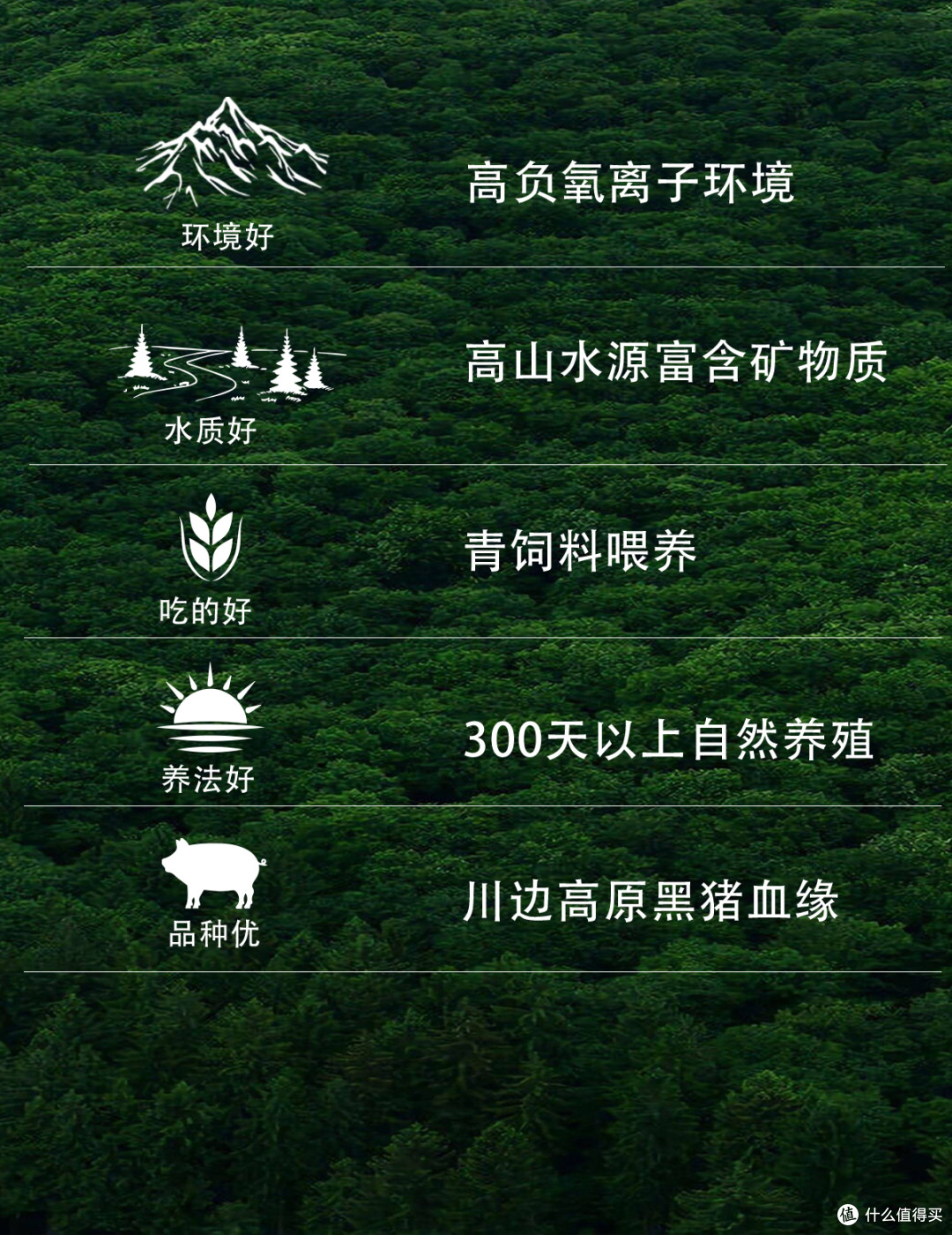 乌金纳福·豕尊呈祥 川边高原黑猪的自然馈赠