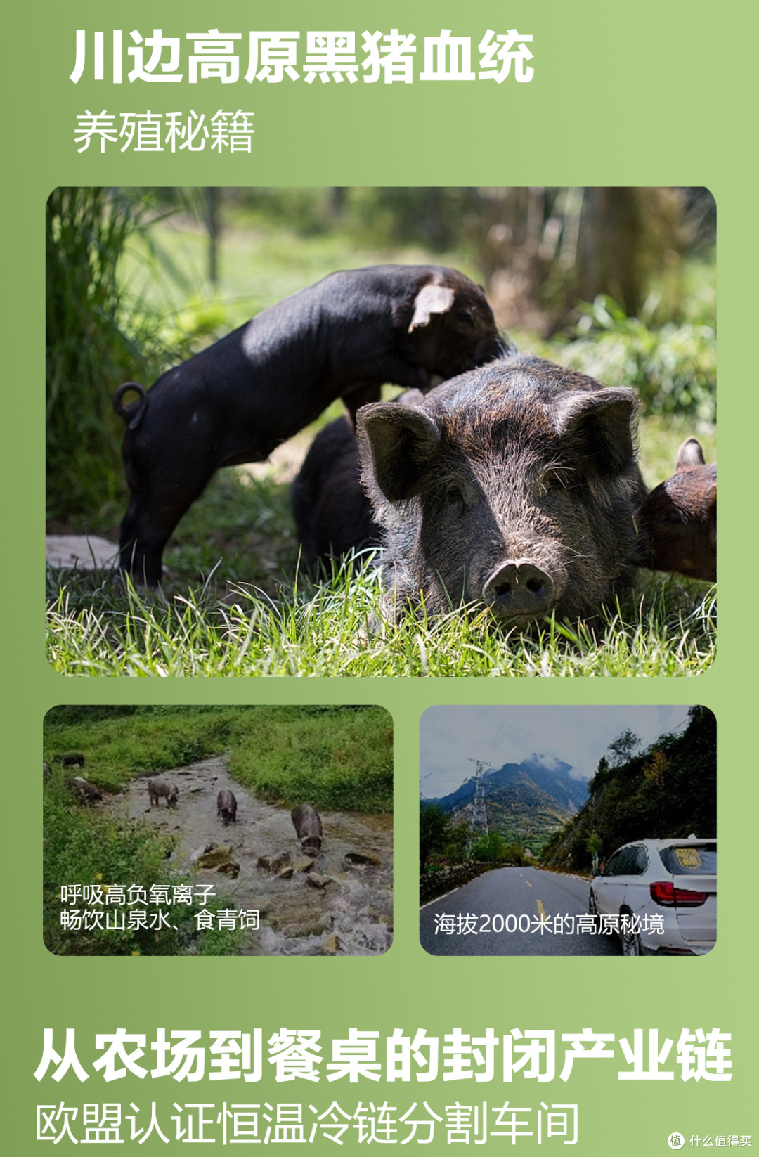 乌金纳福·豕尊呈祥 川边高原黑猪的自然馈赠