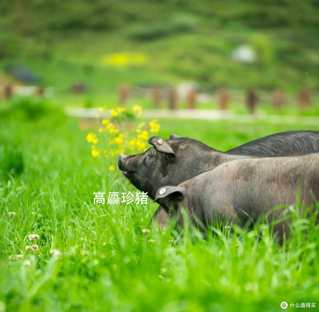 乌金纳福·豕尊呈祥 川边高原黑猪的自然馈赠
