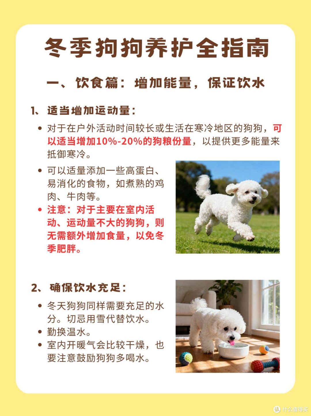 新年宠物饮食指南：守护毛孩子健康