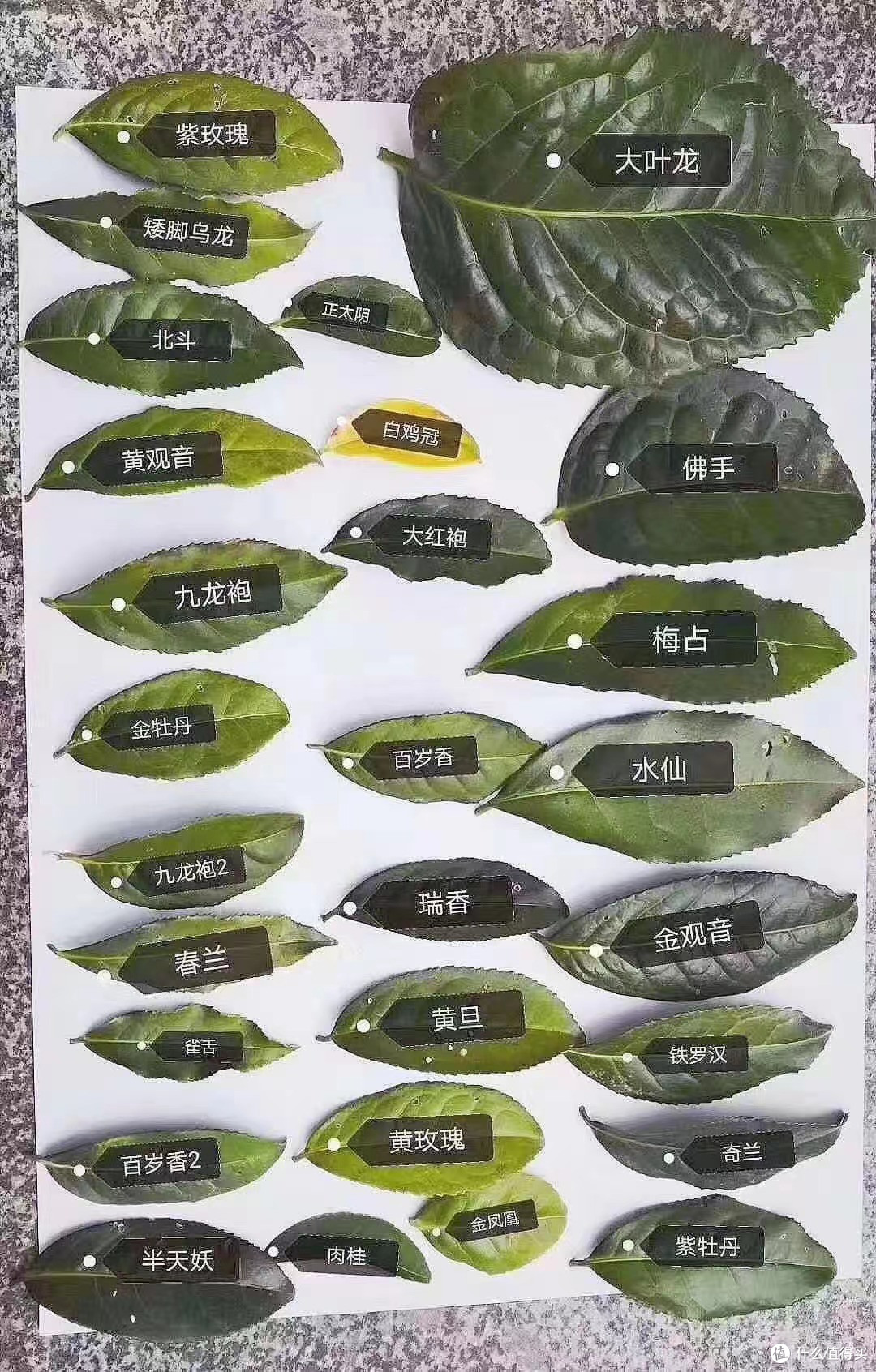 如何喝懂高级茶“大红袍”