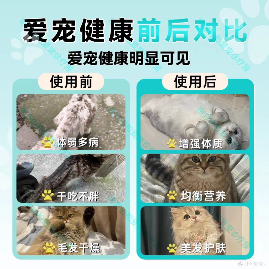 科学补充营养，守护猫咪健康