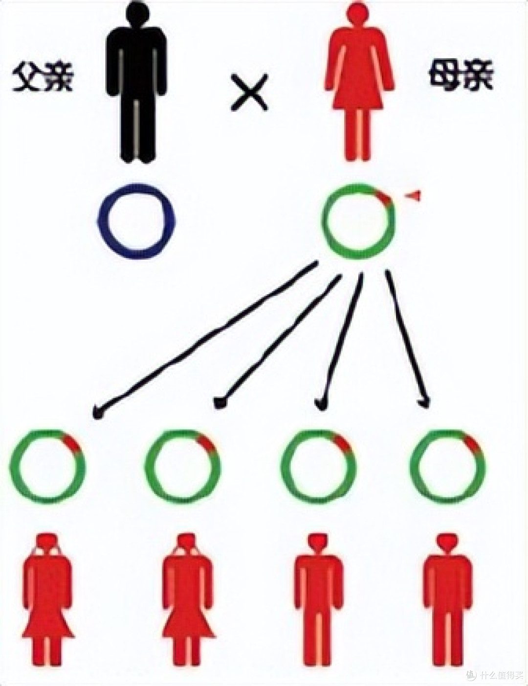 面对简易遗传病，我们如何判断？