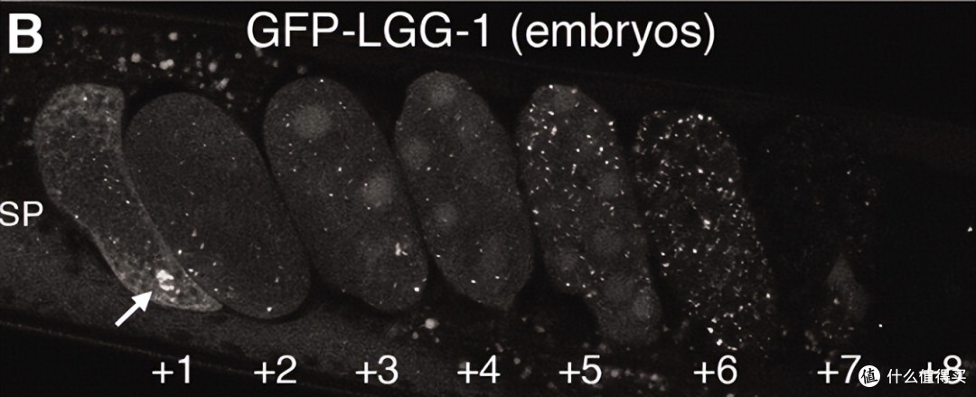 面对简易遗传病，我们如何判断？