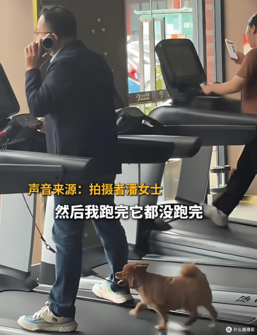 小狗跑步机狂跑50分钟卷晕主人,网友:1000块卡狗跑了800!