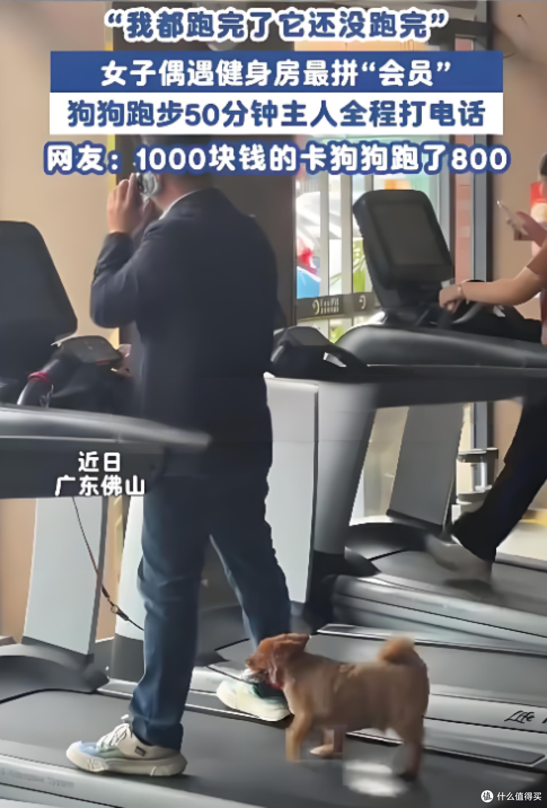 小狗跑步机狂跑50分钟卷晕主人,网友:1000块卡狗跑了800!