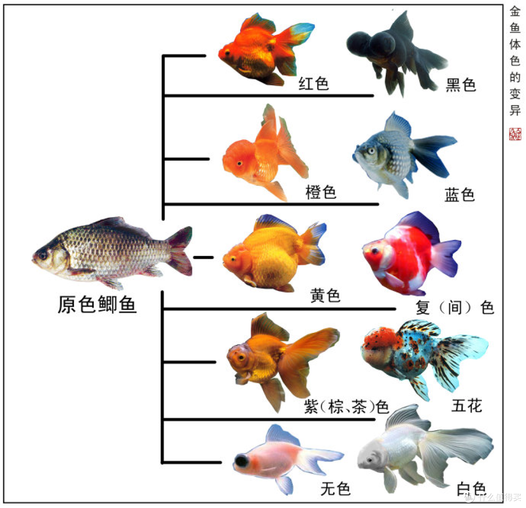 中国金鱼统治北美五大湖引水下蝗灾!吃货:能吃,北美:不敢碰