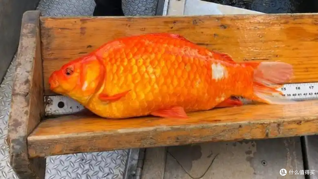 中国金鱼统治北美五大湖引水下蝗灾!吃货:能吃,北美:不敢碰