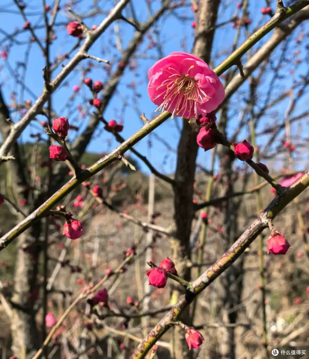 保持热爱-九峰山新年登高健身大会-2026年-1月1日-流水记