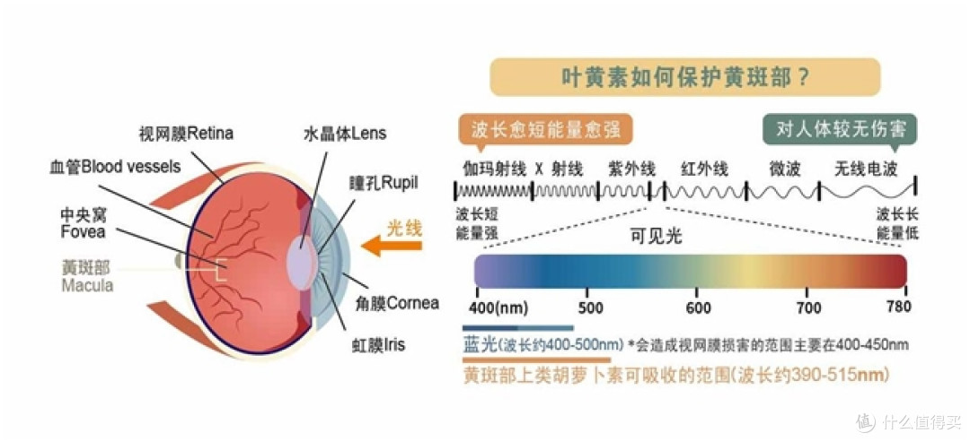 叶黄素哪个品牌好?10 大好口碑的叶黄素,榜首群众认可超靠谱