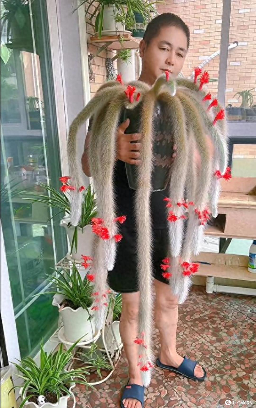 男子养了“9年的九尾狐”开花了,美出天际:牛人养妖花,服了~