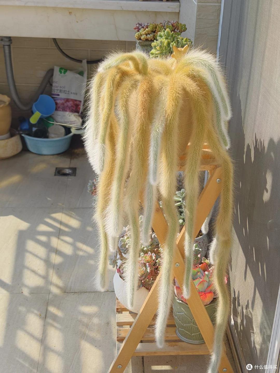 男子养了“9年的九尾狐”开花了,美出天际:牛人养妖花,服了~