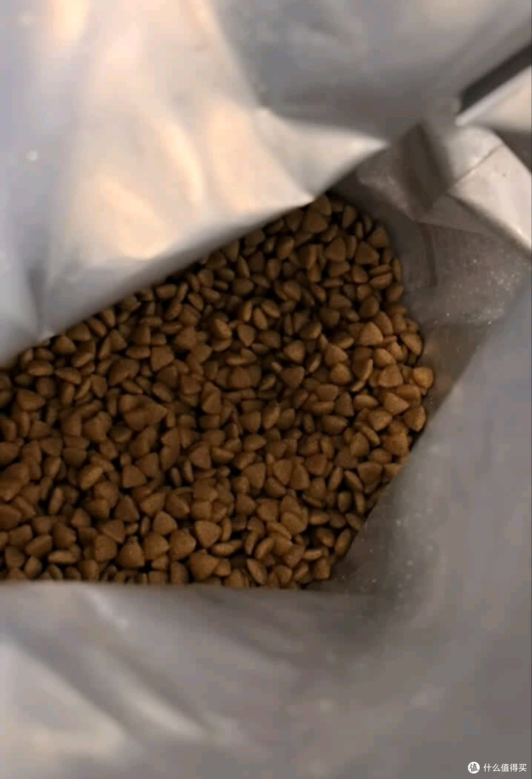 春节留守不焦虑,边牧喂养这样做|凯锐思专用粮守护爱犬安心过年