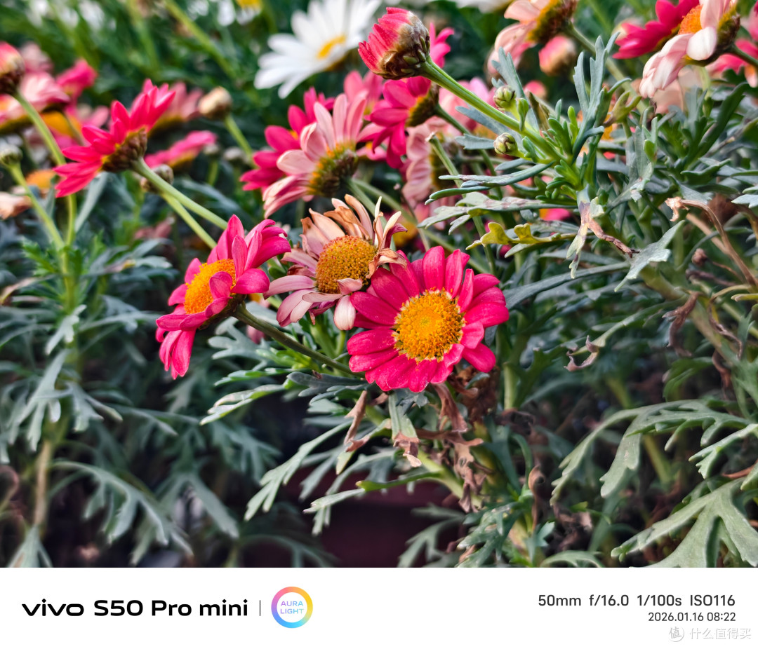 vivo S50 Pro mini上手评测:小屏旗舰的终极形态