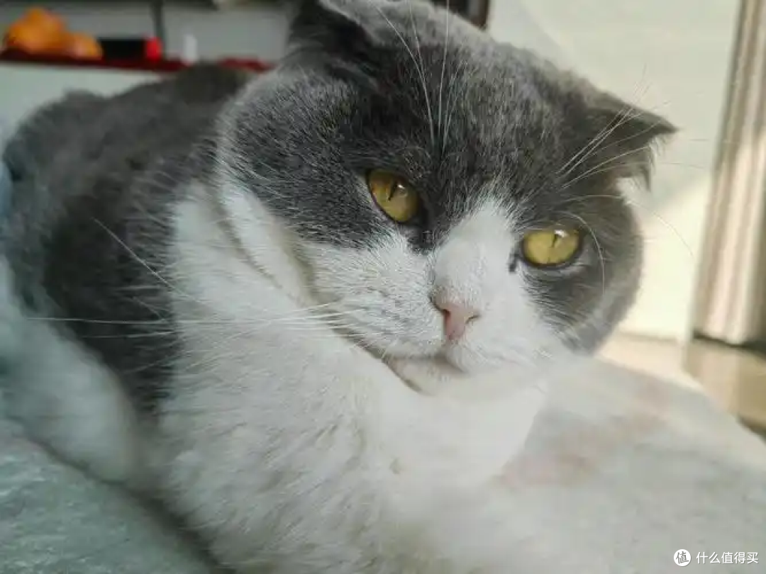 猫咪要绝育吗?科学权衡后再做决定