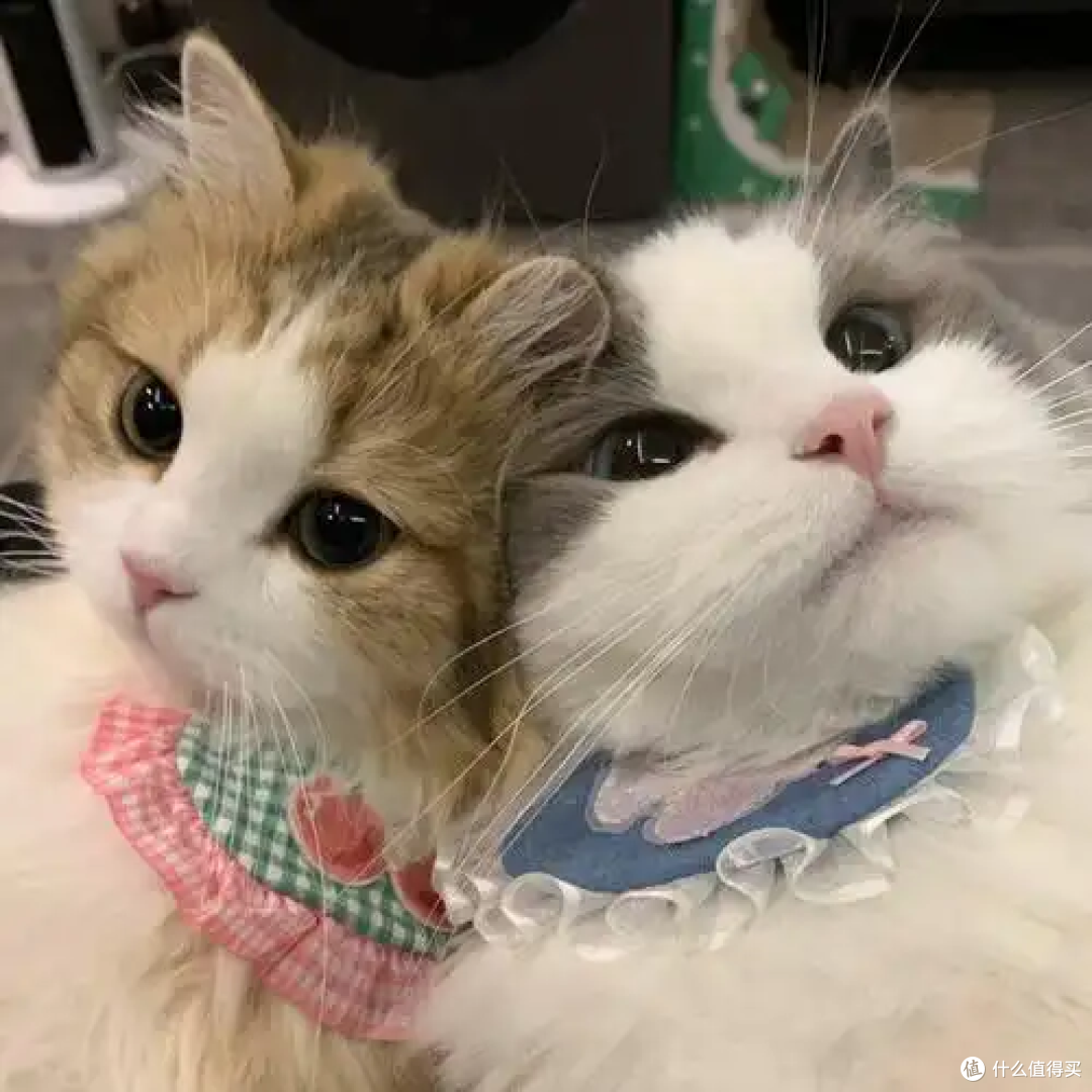 猫咪要绝育吗?科学权衡后再做决定