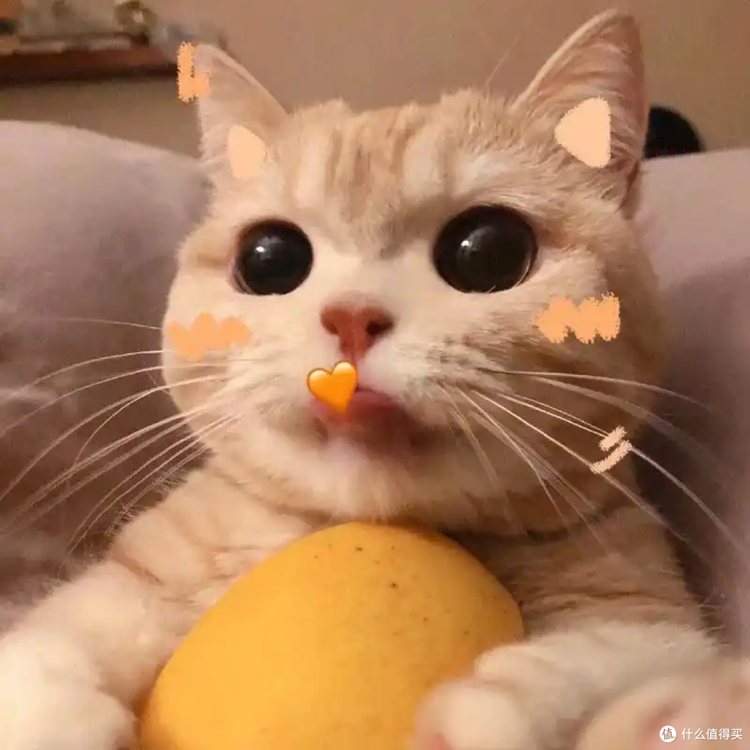 猫咪要绝育吗?科学权衡后再做决定