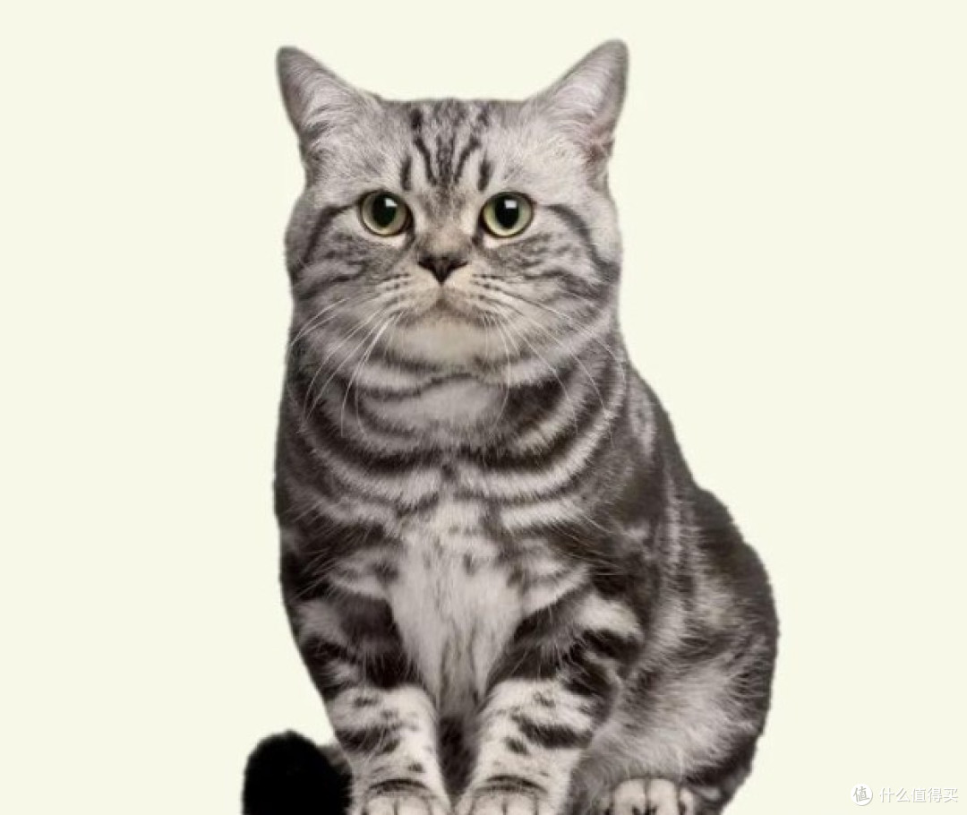 掌握这些营养知识,养出健康又长寿的猫咪