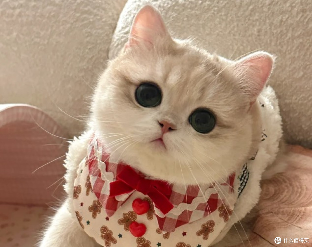 从幼猫到成猫全覆盖|2026口碑猫粮TOP10,新手铲屎官闭眼入