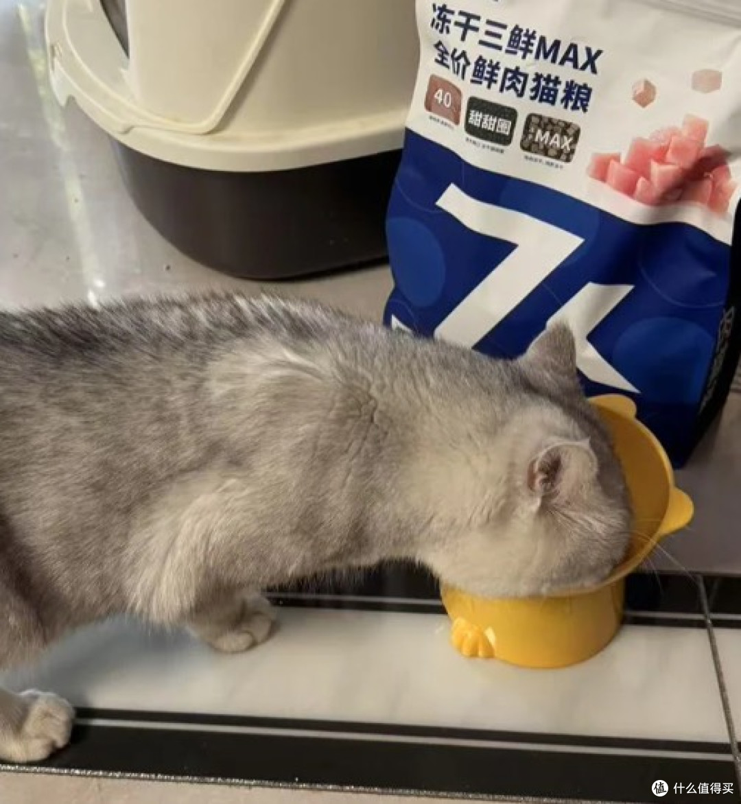 从幼猫到成猫全覆盖|2026口碑猫粮TOP10,新手铲屎官闭眼入
