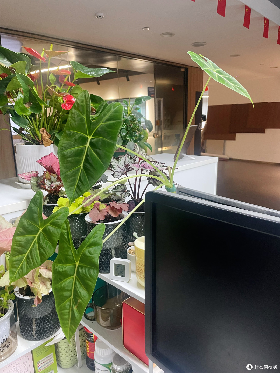绿天鹅海芋