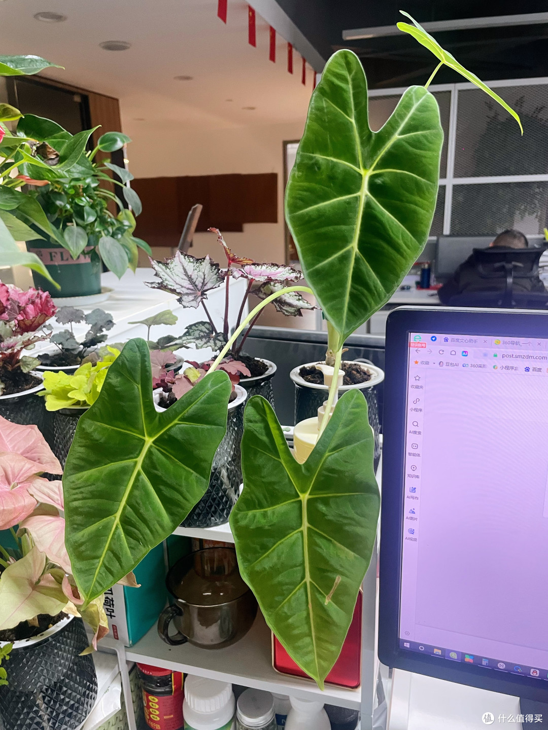 绿天鹅海芋