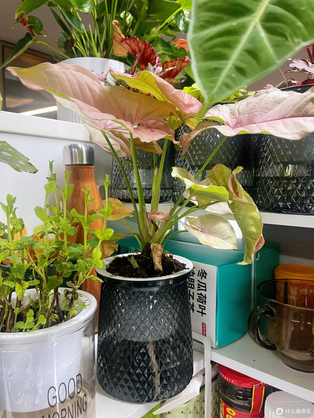 草莓飞溅彩叶芋