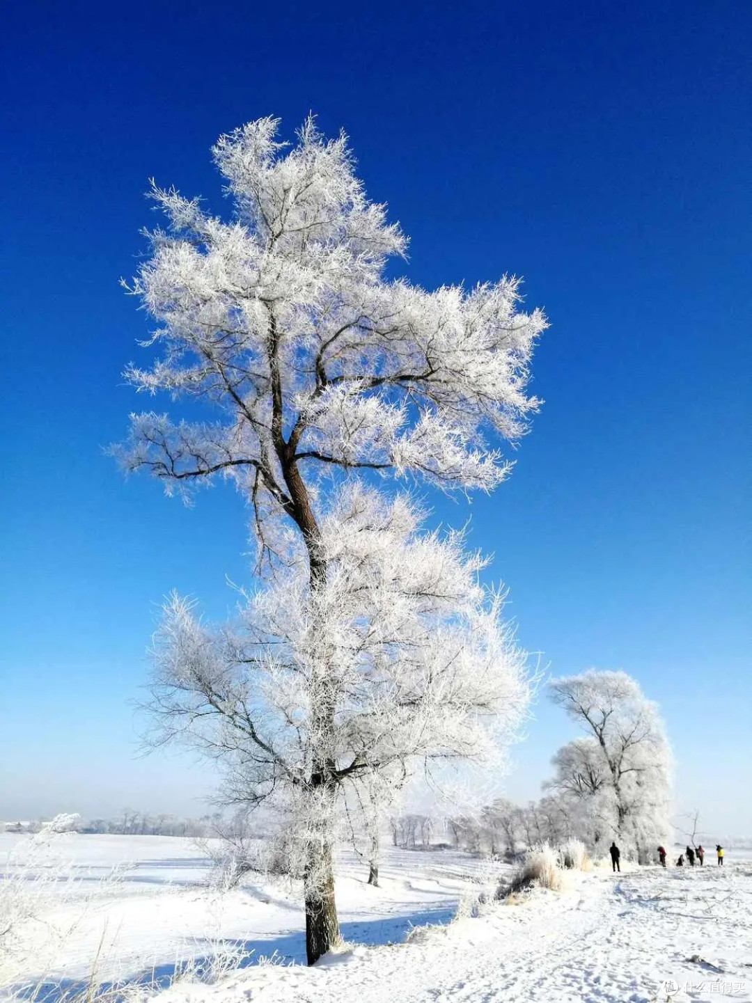 雪乡夜宴:童话里的烟火气
