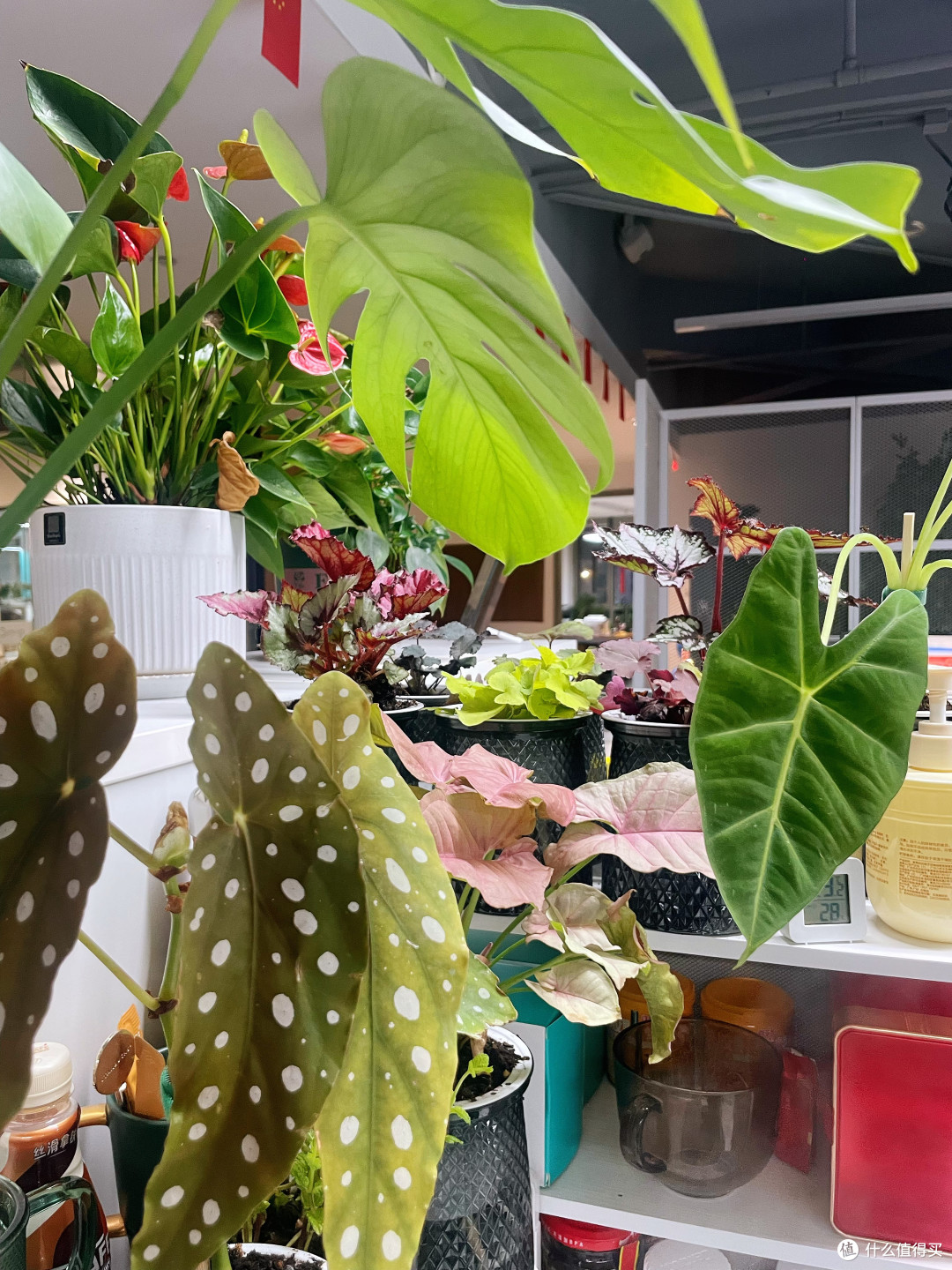 又美又省心---办公室懒人绿植推荐