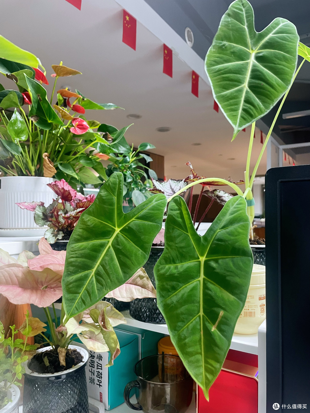 又美又省心---办公室懒人绿植推荐