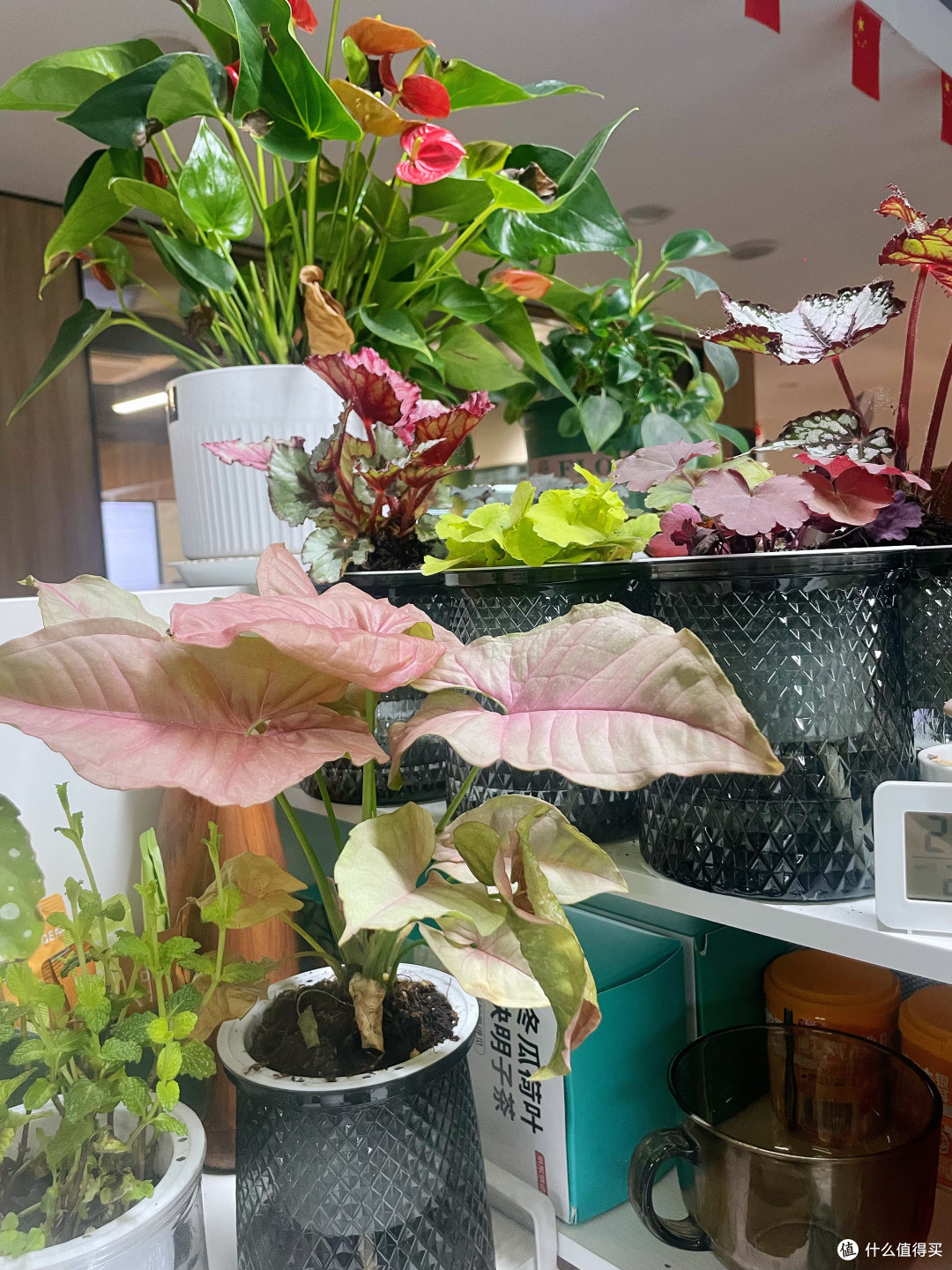 又美又省心---办公室懒人绿植推荐