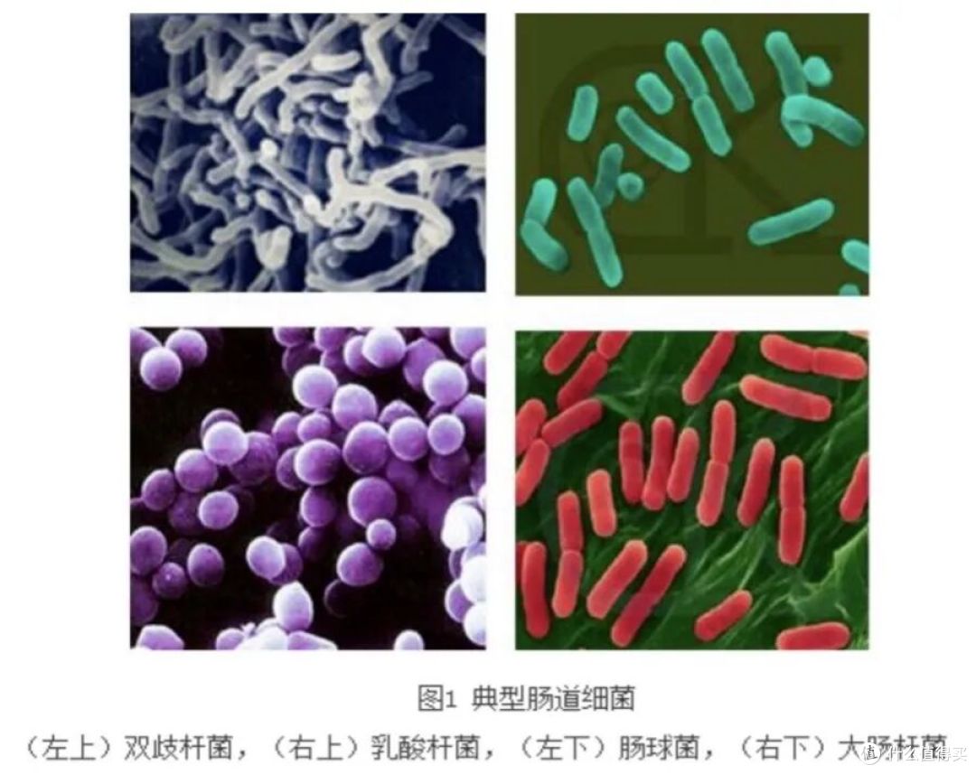 美食当前,别让“塑形”和“忌口”偷走快乐