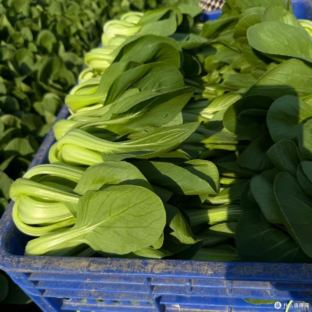 “我爷种的巨无霸上海青,比我40码的脚还大一倍”,评论区沦陷了