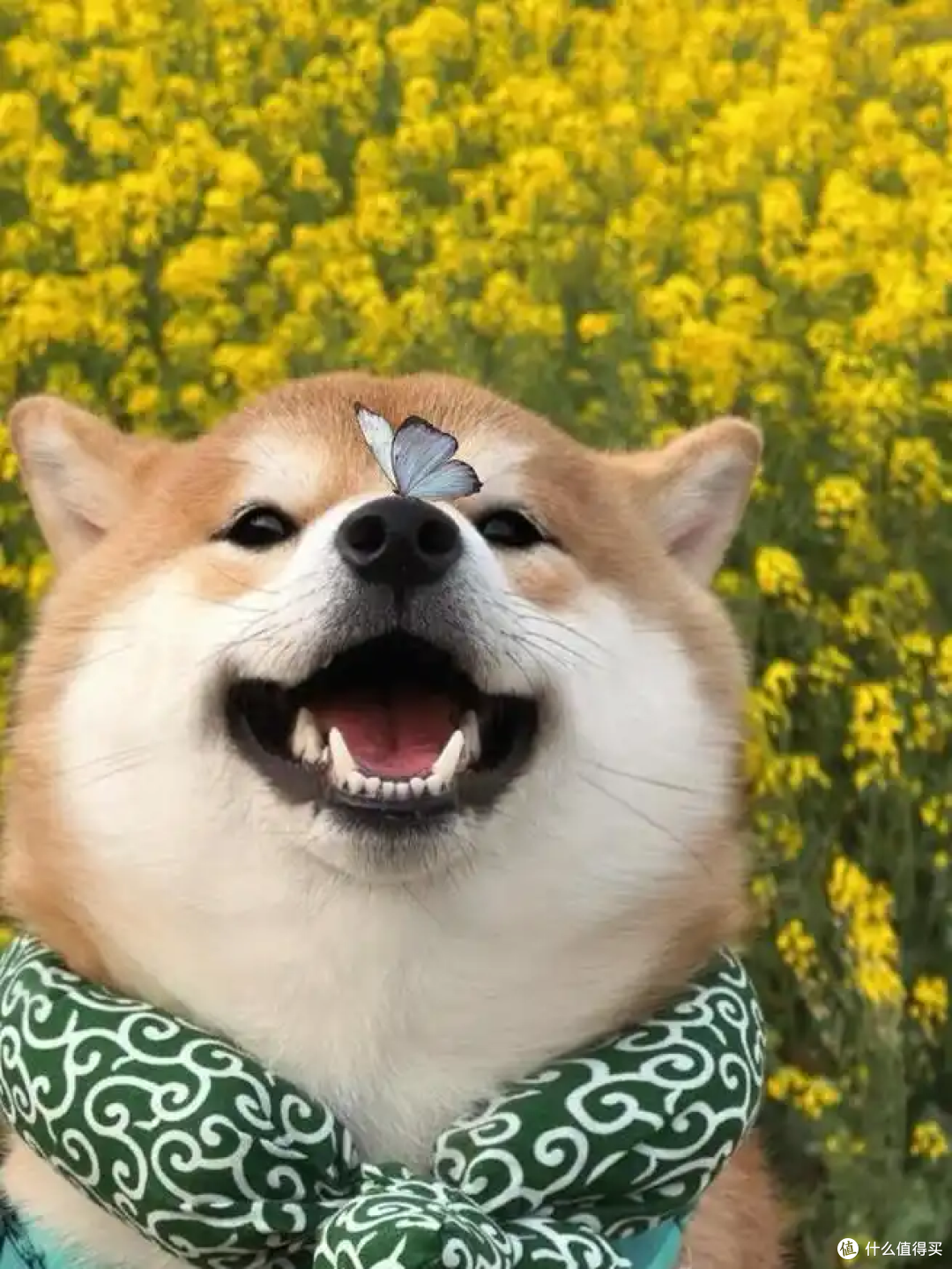 狗狗服从性训练技巧:高效建立人宠默契