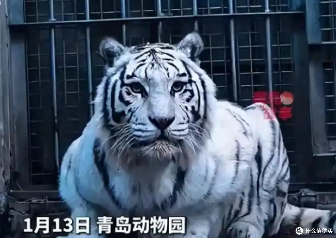 青岛虎界“刘亦菲”杀疯了,全国游客打飞的来打卡,动物园挤爆了