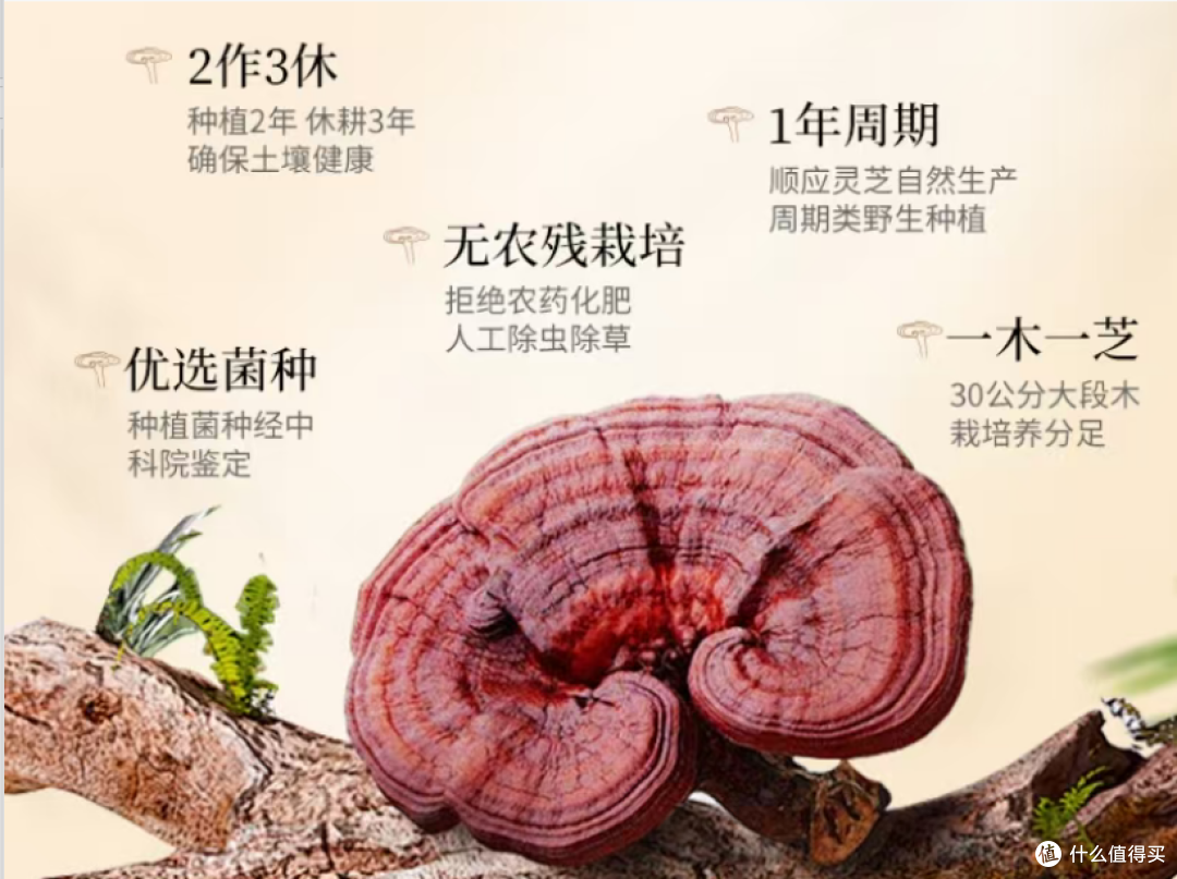 破壁灵芝孢子粉哪个牌子最好？2026全国十大爆款，解锁吸收关键！