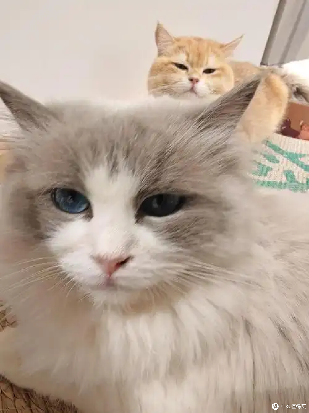 照顾老猫的核心注意事项:守护暮年时光