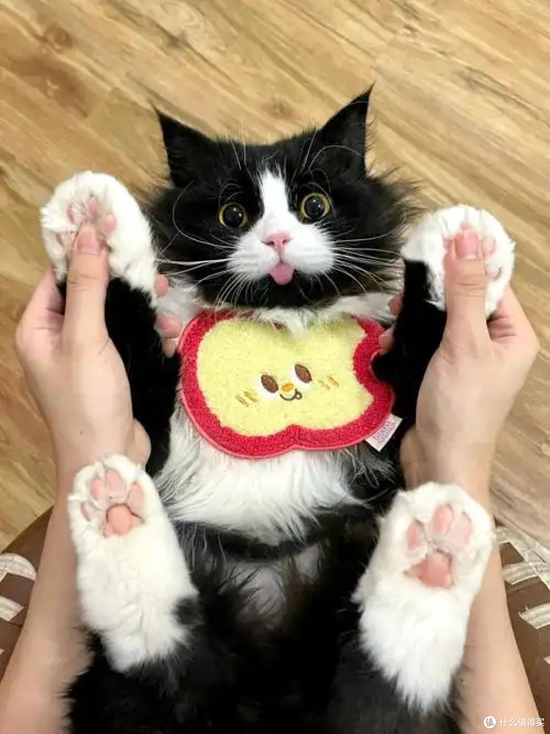 照顾老猫的核心注意事项:守护暮年时光