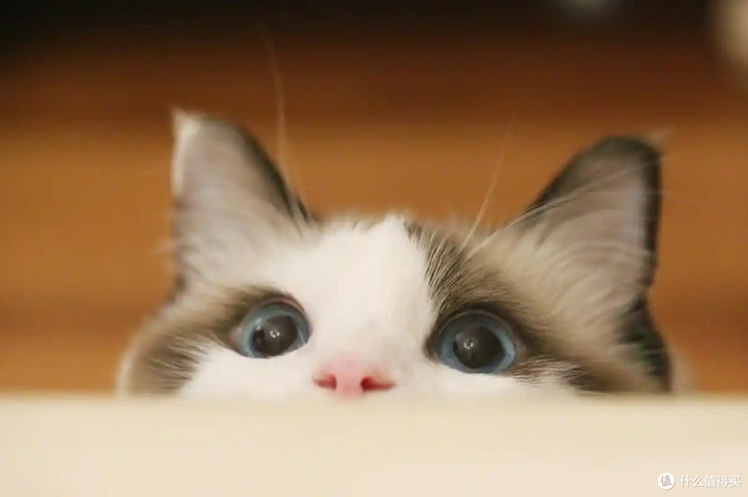 照顾老猫的核心注意事项:守护暮年时光
