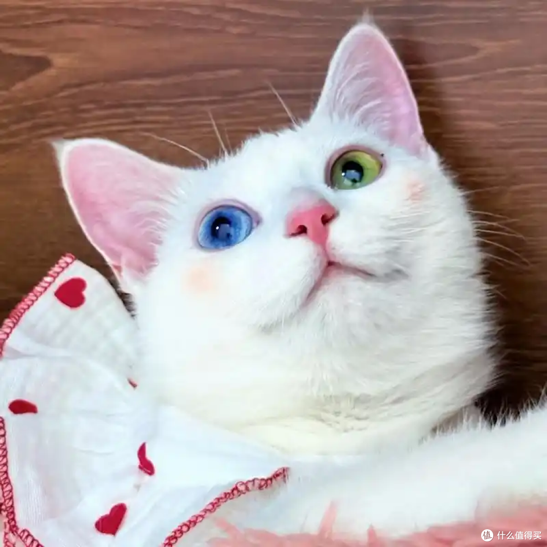 照顾老猫的核心注意事项:守护暮年时光