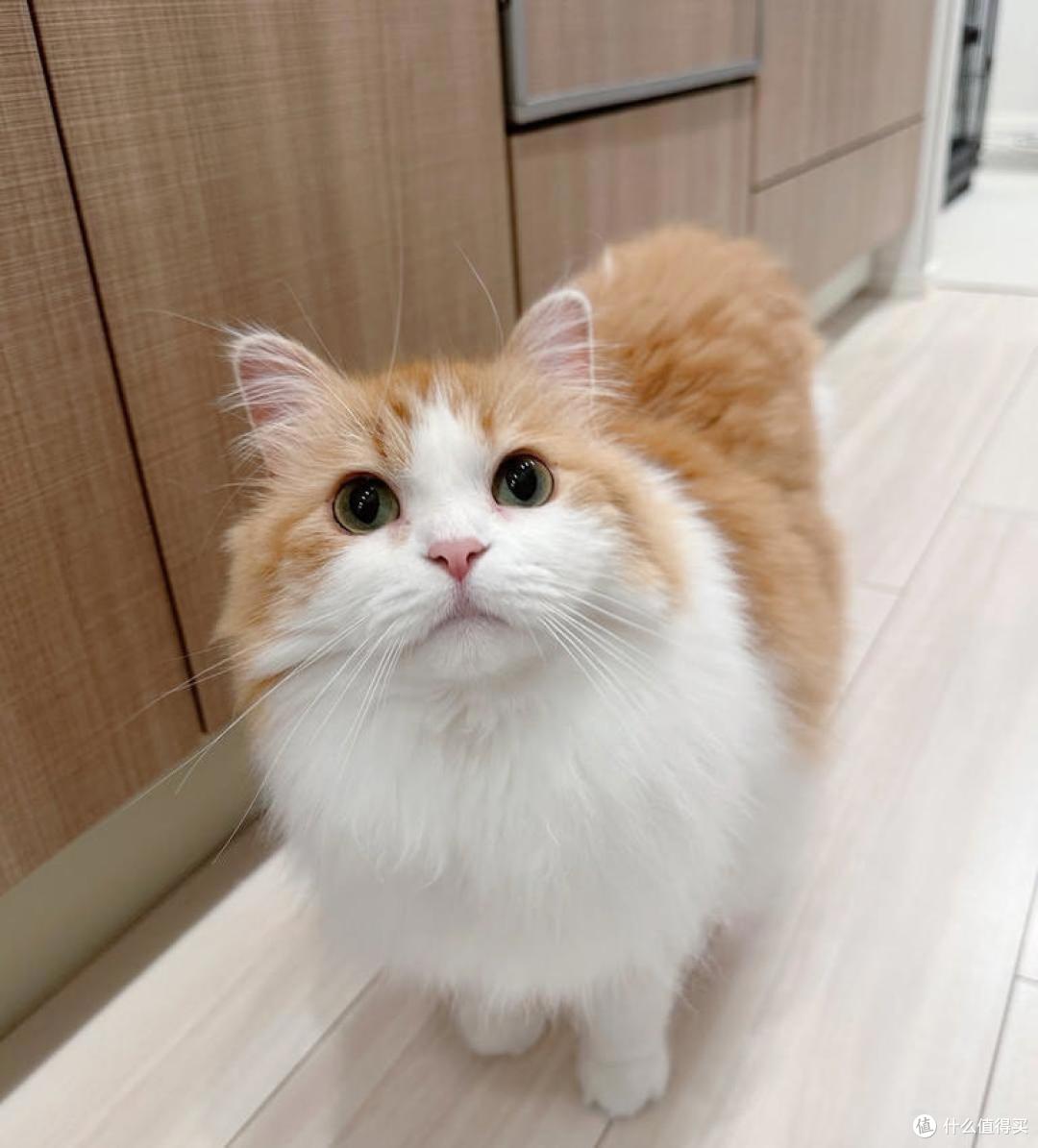 为什么猫咪没有体味?揭秘猫咪气味“好闻”的几大原因! 为什么猫咪没有体味? 揭秘猫咪气味好闻的几大原因!