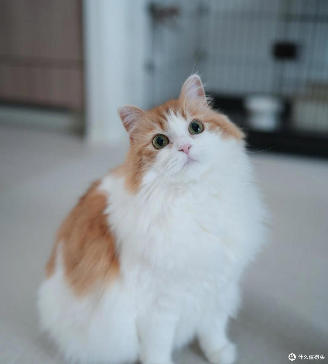 为什么猫咪没有体味?揭秘猫咪气味“好闻”的几大原因! 为什么猫咪没有体味? 揭秘猫咪气味好闻的几大原因!