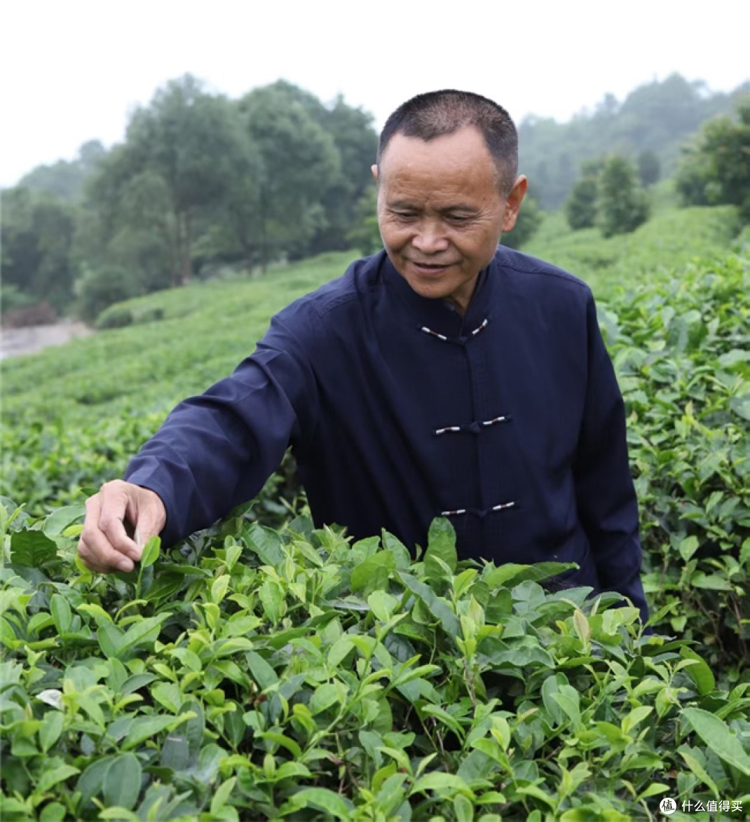 传承闽茶风骨——探访裕荣香的匠心之路