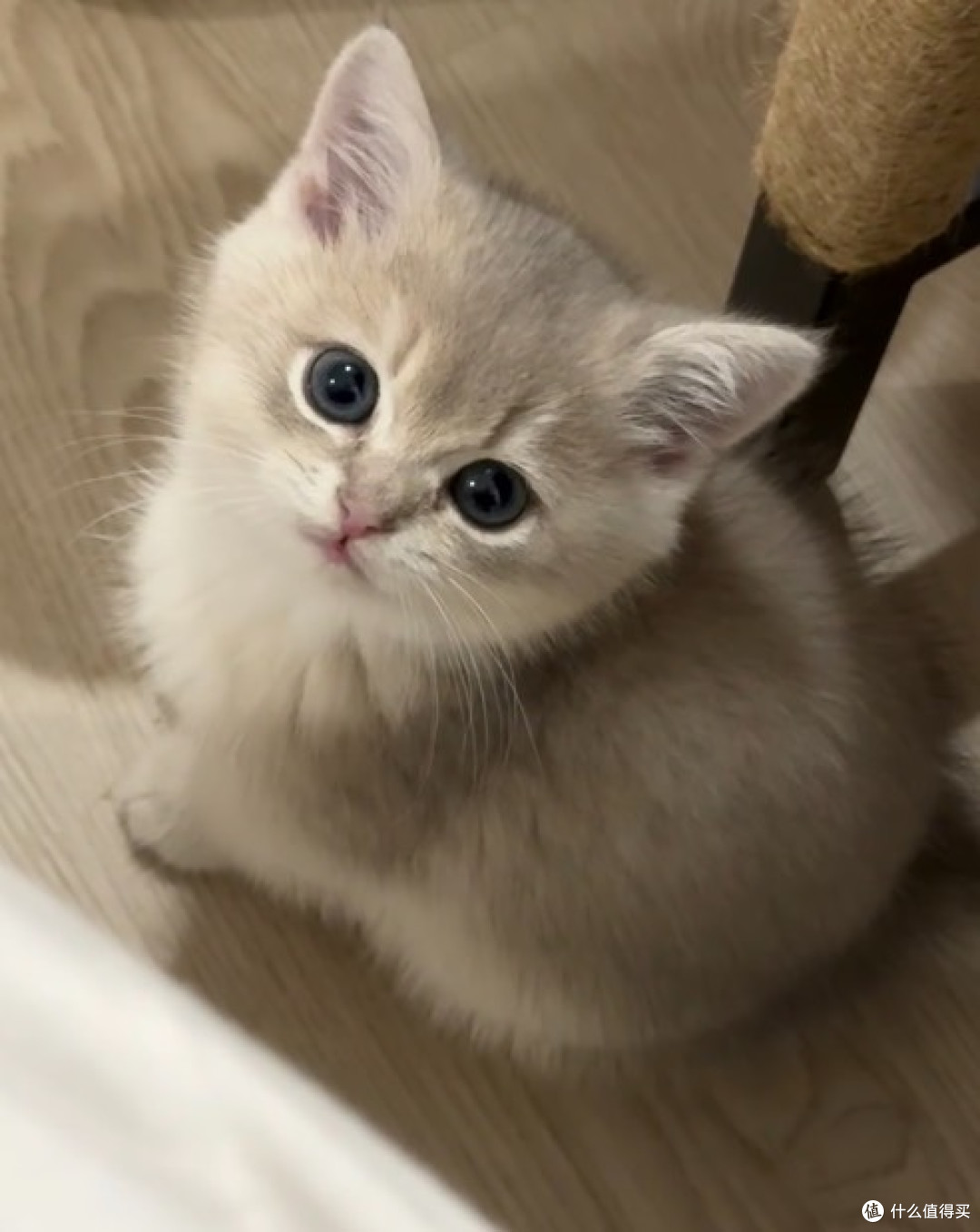 别再瞎买猫粮！从成分表到认证，5年养猫人手把手教你避坑